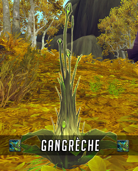 Aperçu de la Gangrèche apercu_plante_herboristerie_aethril_legion